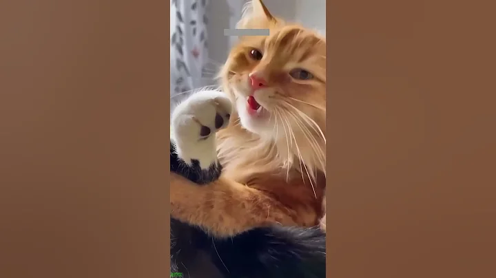 Video 11015461: little cat funny, funny cats dogs, ball funny cat