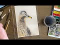 How to paint a duck in watercolors