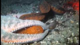 Starfish tries to eat Wolf Eel