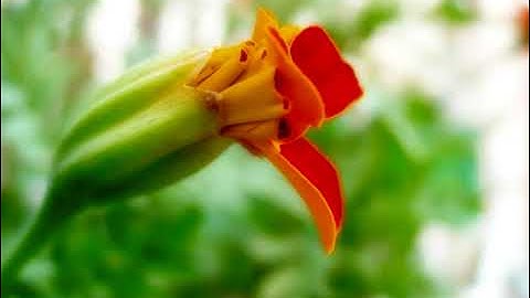 سورة الرعد بصوت القارئ  يوسف كالو