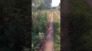 #краснаякнига #исчезновение #экология #россия #успех #garden #природа #удача #лето #утросвами