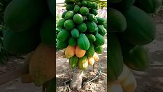 Bonsai Papaya | how to make bonsai papaya bonsai papaya @RooftopGarden
