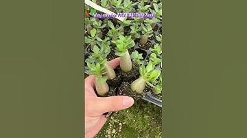 Nông nghiệp công nghệ cao, Tưới tự động Tháp Xanh