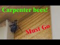 How to Get Rid of Wood Bees - Carpenter bees are a problem