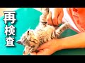 【保護子猫の再検査と黒猫チェック入ったど！】@taipi 【切り抜き】