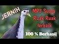 Mp3 Suara Ruak ruak Pikat Terbaik., Jernih dan teruji.. l @tapausingkil625