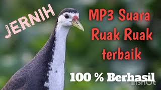 Mp3 Suara Ruak ruak Pikat Terbaik., Jernih dan teruji.. l @tapausingkil625