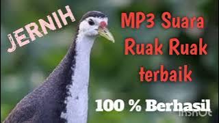 Mp3 Suara Ruak ruak Pikat Terbaik., Jernih dan teruji.. l @tapausingkil625