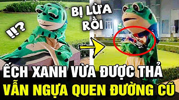 Vừa mới THOÁT ÁN T.Ử, Ếch xanh lại 