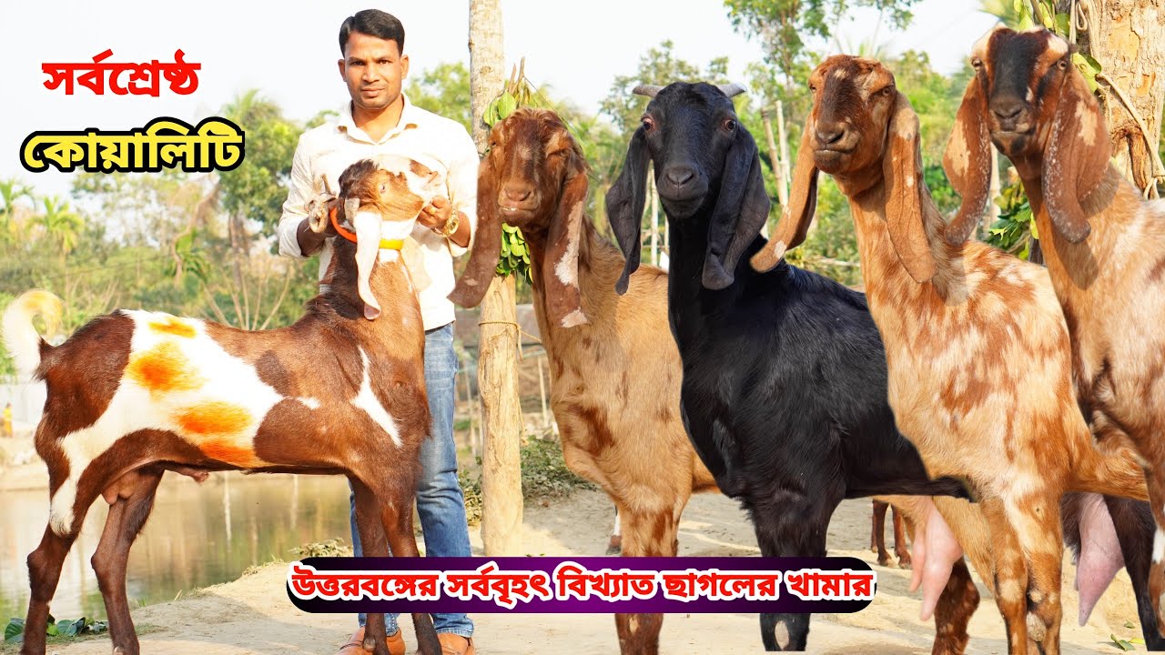 কমরেটে দেশসেরা আকর্ষণীয় সুঠাম দেহের সর্বশ্রেষ্ঠ সুপারহিট তোতাপুরী,হরিয়ানা,শিরোহি ও বিটল ছাগল কিনুন