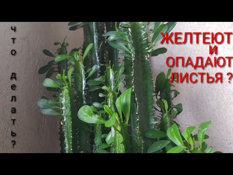 ПОЧЕМУ У МОЛОЧАЯ ТРЕУГОЛЬНОГО , ЖЕЛТЕЮТ И ОПАДАЮТ ЛИСТЬЯ ?