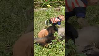 Daily Activities of Monkey Abee (Part02) #monkey #babymonkey #babymonkeys #shorts