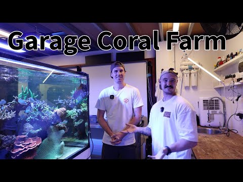 He built a coral farm in his garage! Chris from East Coast Corals shows us his Aquariums.