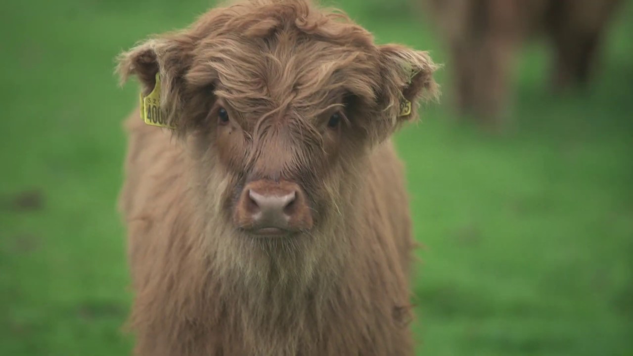 Your spring break, made in Aberdeenshire