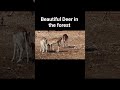 Beautiful Deer in the forest. #short  #youtubeshorts