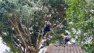 การตัดต้นไม้อันตรายคุกคามความปลอดภัยในบ้าน - วิธีตัดต้นไม้ด้วยเลื่อยโซ่ยนต์