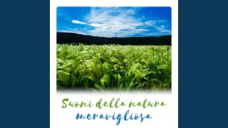 Ruscello di montagna