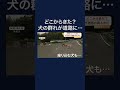 5匹の犬が道路の真ん中に居座る 佐賀　#shorts
