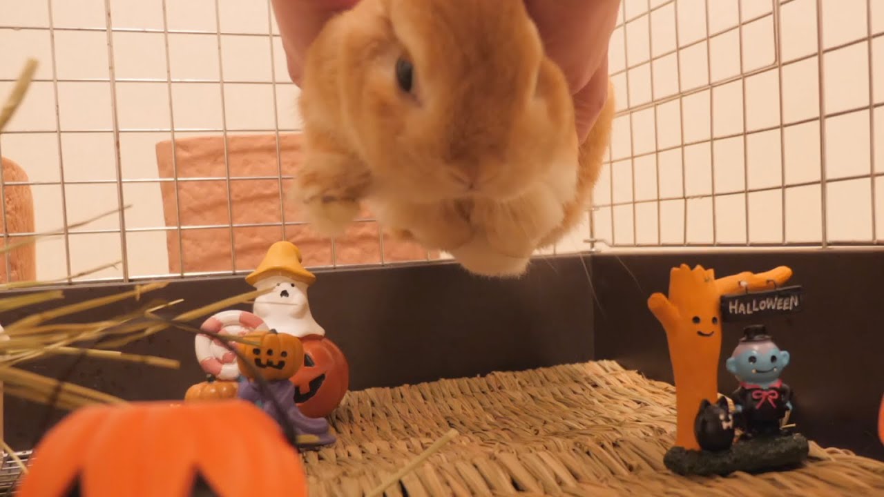 【バラ売り不可】うさぎ びっくり と ピスケ びっくり バラ売り不可】うさぎ びっくり と ピスケ びっくり Amazon.co