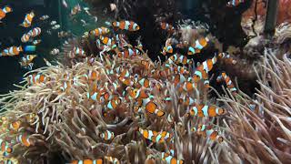 Poisson clown aquarium Monaco screenshot 5