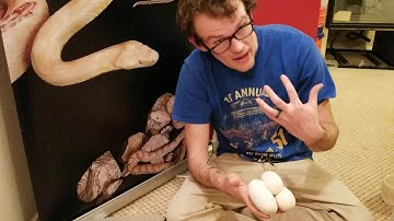 How to set up Ball Python Eggs
