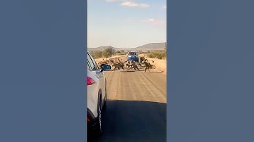A group of 50 baboons attacked the leopard || #wildlife #attack #trending  #viralshorts #shorts