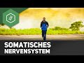 Somatisches Nervensystem (Aufgaben &amp; Funktionsweise)