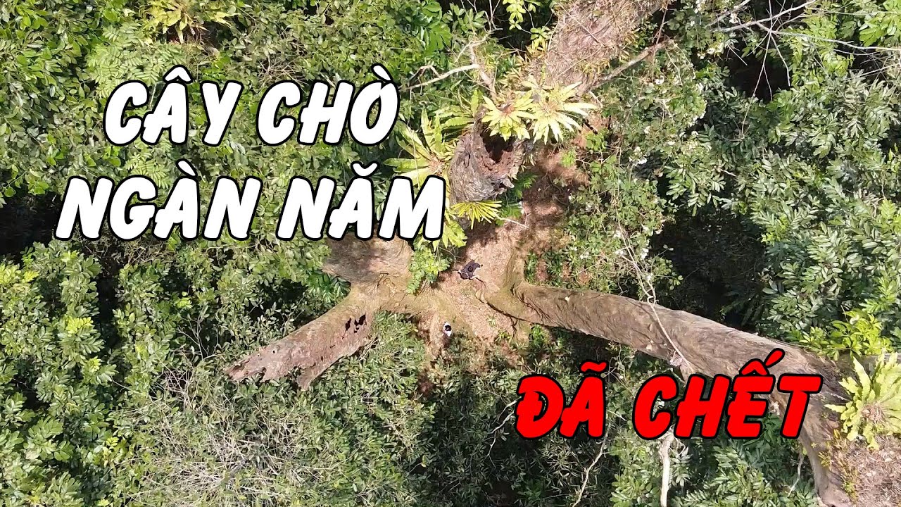 kinh nghiệm đi rừng cúc phương 2022 Update Tại sao Cây chò ngàn năm ở VQG Cúc Phương lại chết?