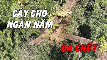 Tại sao Cây chò ngàn năm ở VQG Cúc Phương lại chết?