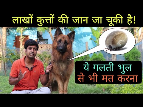 वीडियो: एक बिल्ली purrs जब इसका मतलब क्या है?