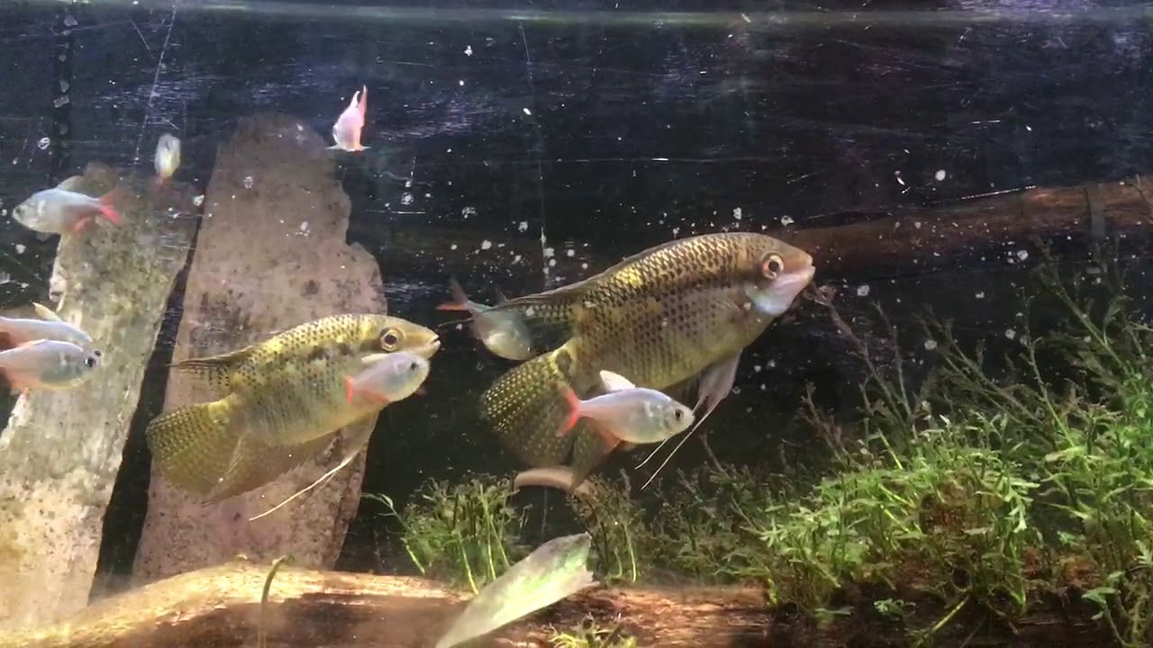 Festivum Cichlids and Colombian Tetras