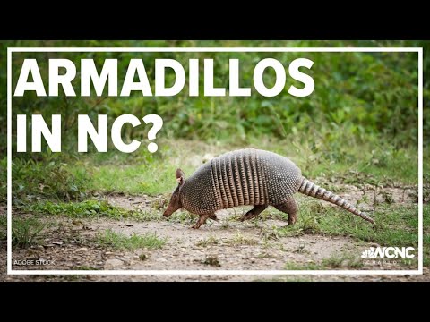 वीडियो: आर्मडिलोस किन राज्यों में रहते हैं?