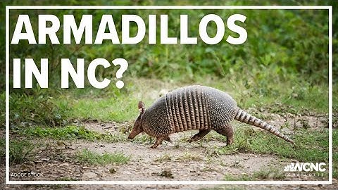 This is why armadillos are showing up across North Carolina