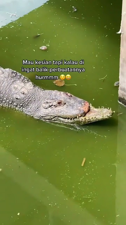 JAMET KUDASI VERSI BUAYA SUMBING #sorts #sortvideo #buaya #buayabesar #buayamuara #sumbing