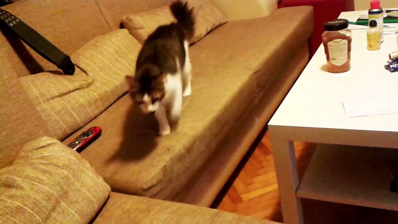 Benim güzel sakız kızım bazen kedi olduğunu unutuyor. YouTube