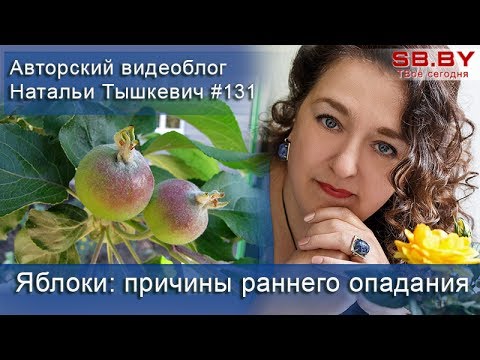 Яблоки: причины раннего опадания