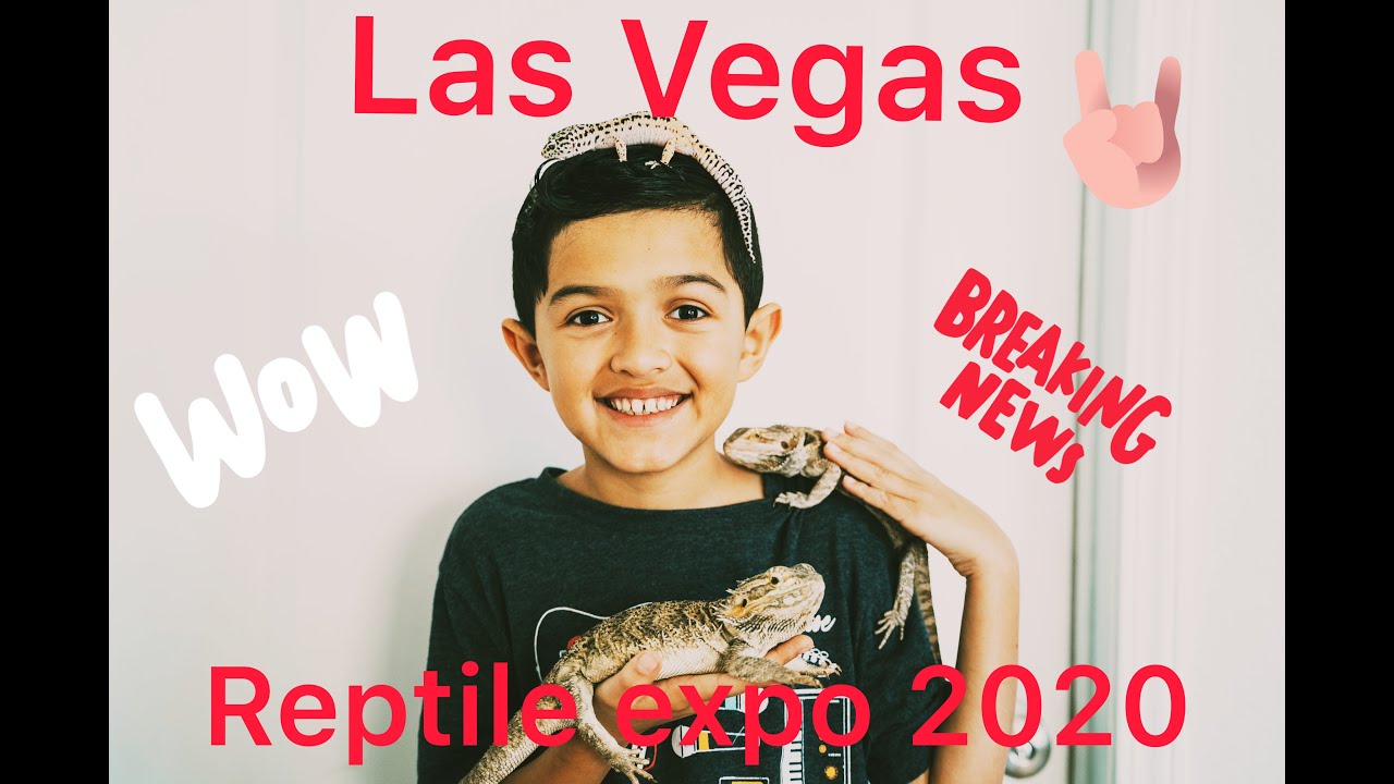 Las Vegas Reptile Expo 2020 YouTube