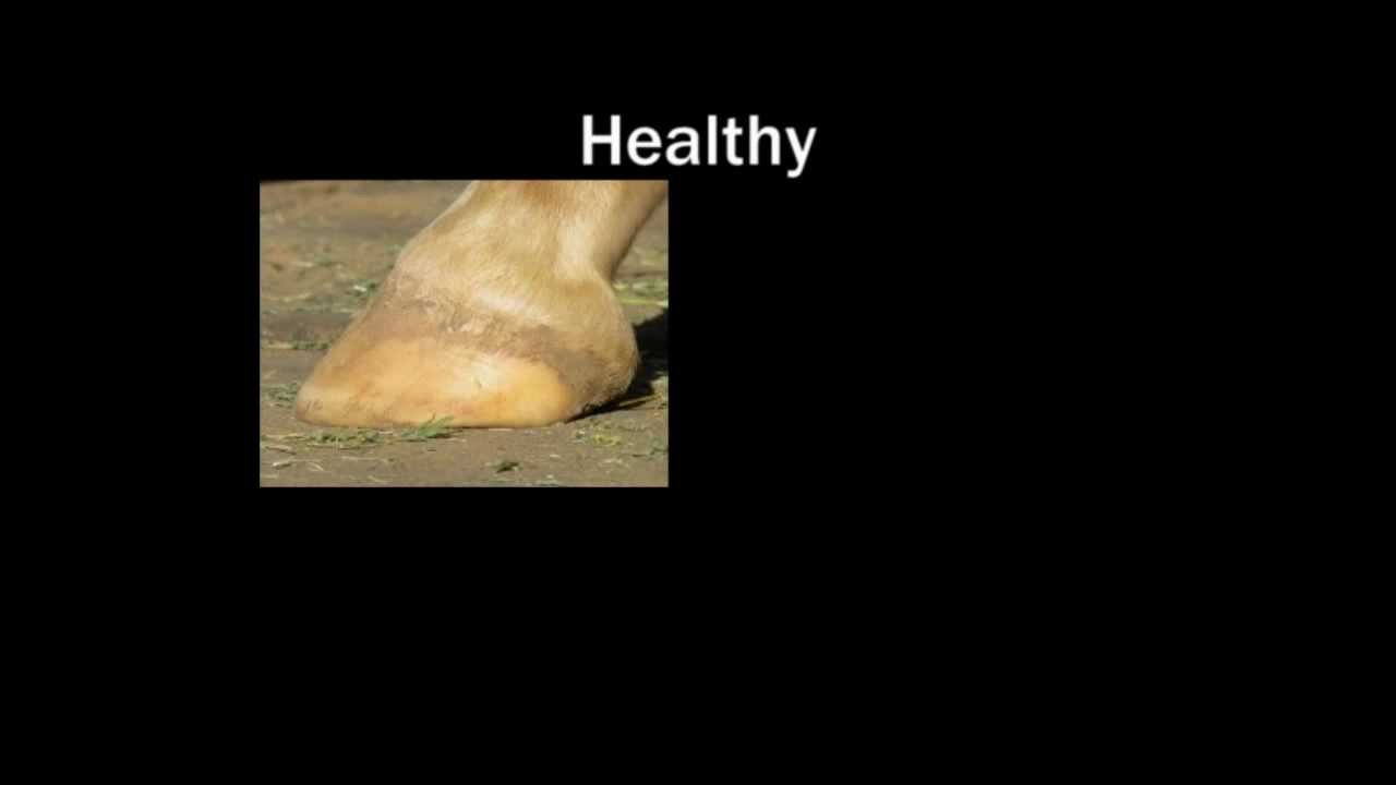 Natural Horse Care Core Principles YouTube