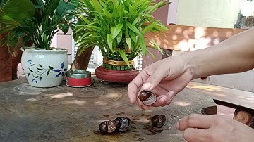 cách phân biệt ốc nhồi và ốc bươu vàng