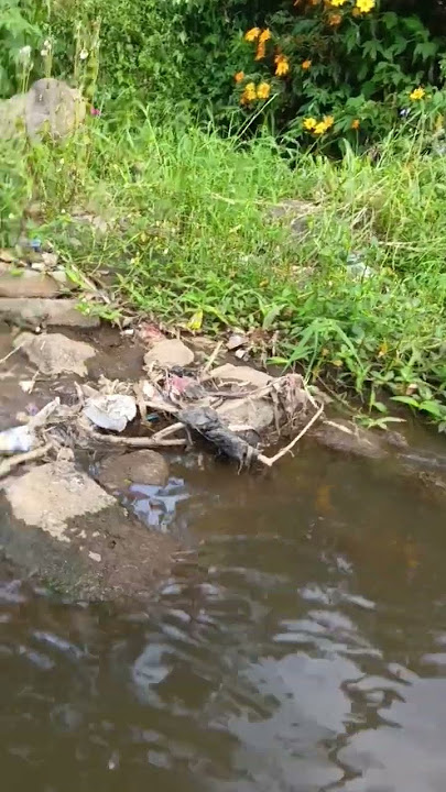 BAHAYA MANCING DI DAERAH KU #fishing #mancing #ikan #angler #pancing