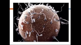 PSYC 250 (SU2017) Lecture 5 - Prenatal Development, Childbirth, and the Newborn