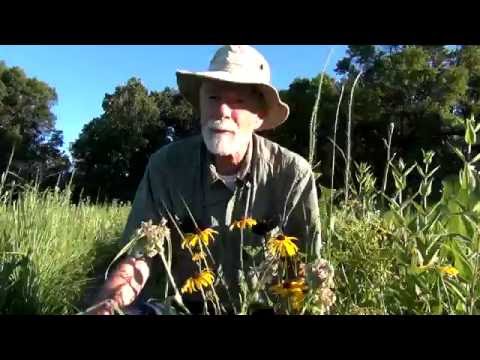 June Wildflowers at Wolf Road Prairie: Brown-eyed Susans and Prairie Sundrops