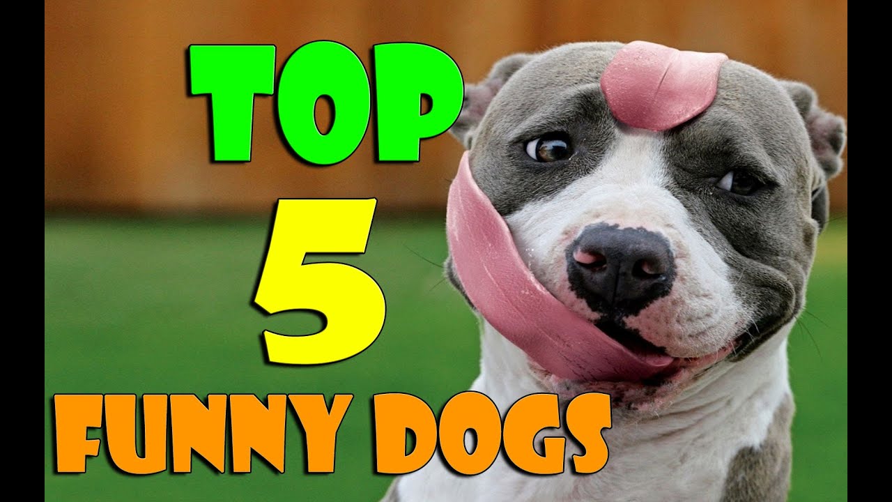 Top 5 funny videos 2015 Dogs.ТОП Приколов 2015 с собаками.Top 5 free funny fails videos may 2015