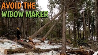 The Dangers of Tree Cutting by Terry McGillicuddy 3,118 views 3 months ago 15 minutes
