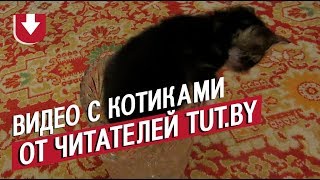 Прячутся в коробки и отбирают воду. Как ведут себя коты читателей TUT.BY