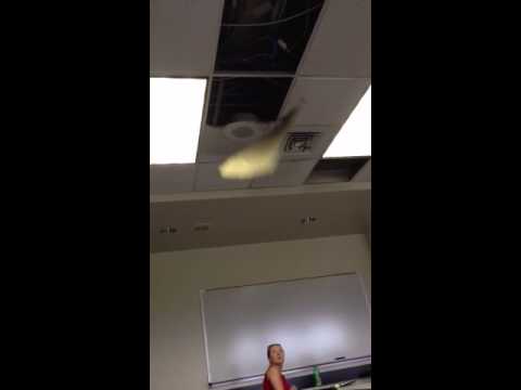 Ceiling Tile Falls Youtube