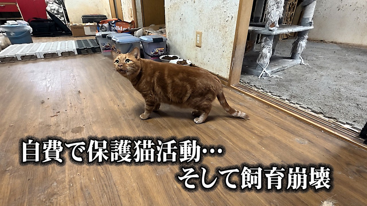 自費で保護猫活動…、そして飼育崩壊