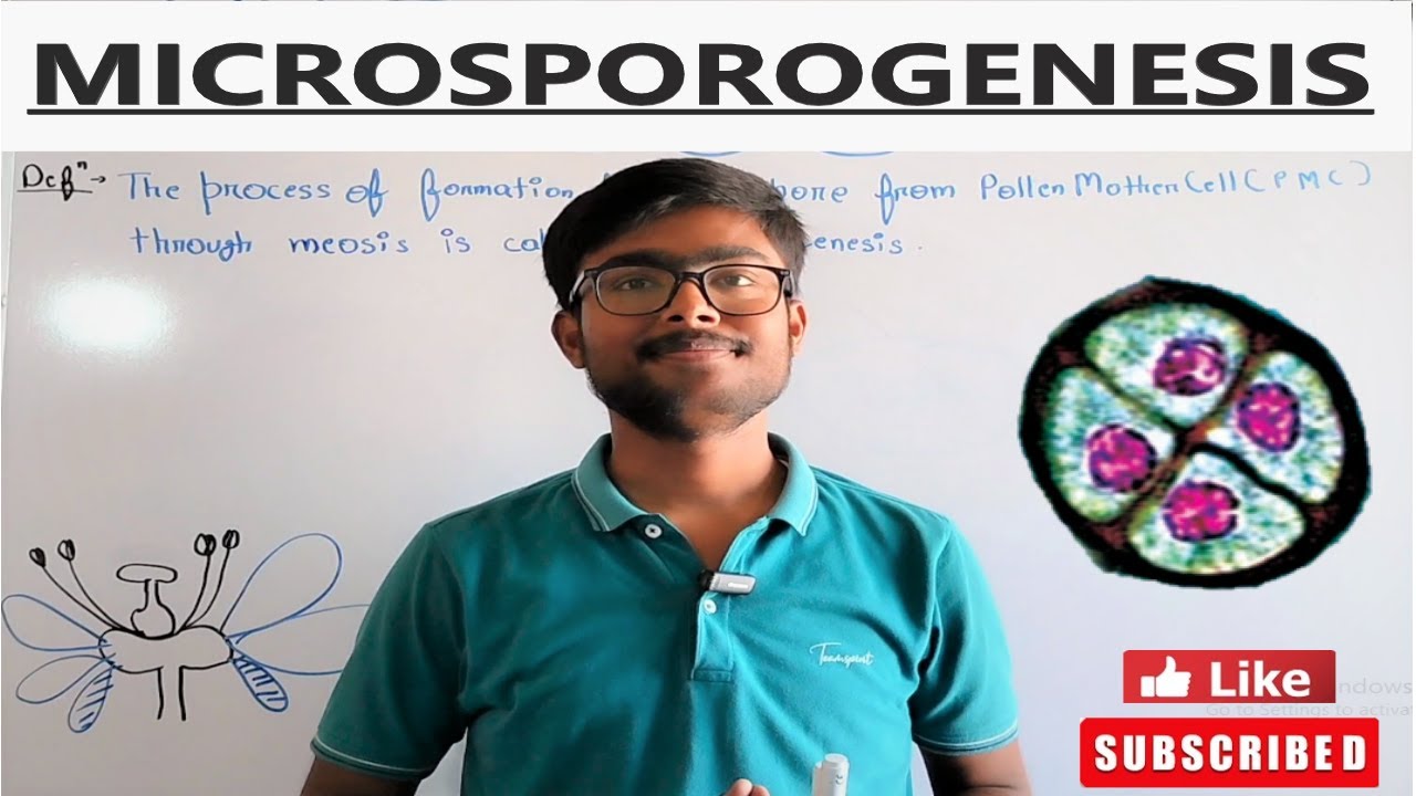 What is Microsporogenesis |Microspore tetrad | Difference PMC AND MMC Class12 Chapter 1|NCERT(Hindi)