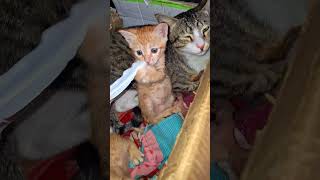 beautiful child #cat #turkishcat #cathealth #duet #pethealth #kitten #funny #catshorts #funny #hindi