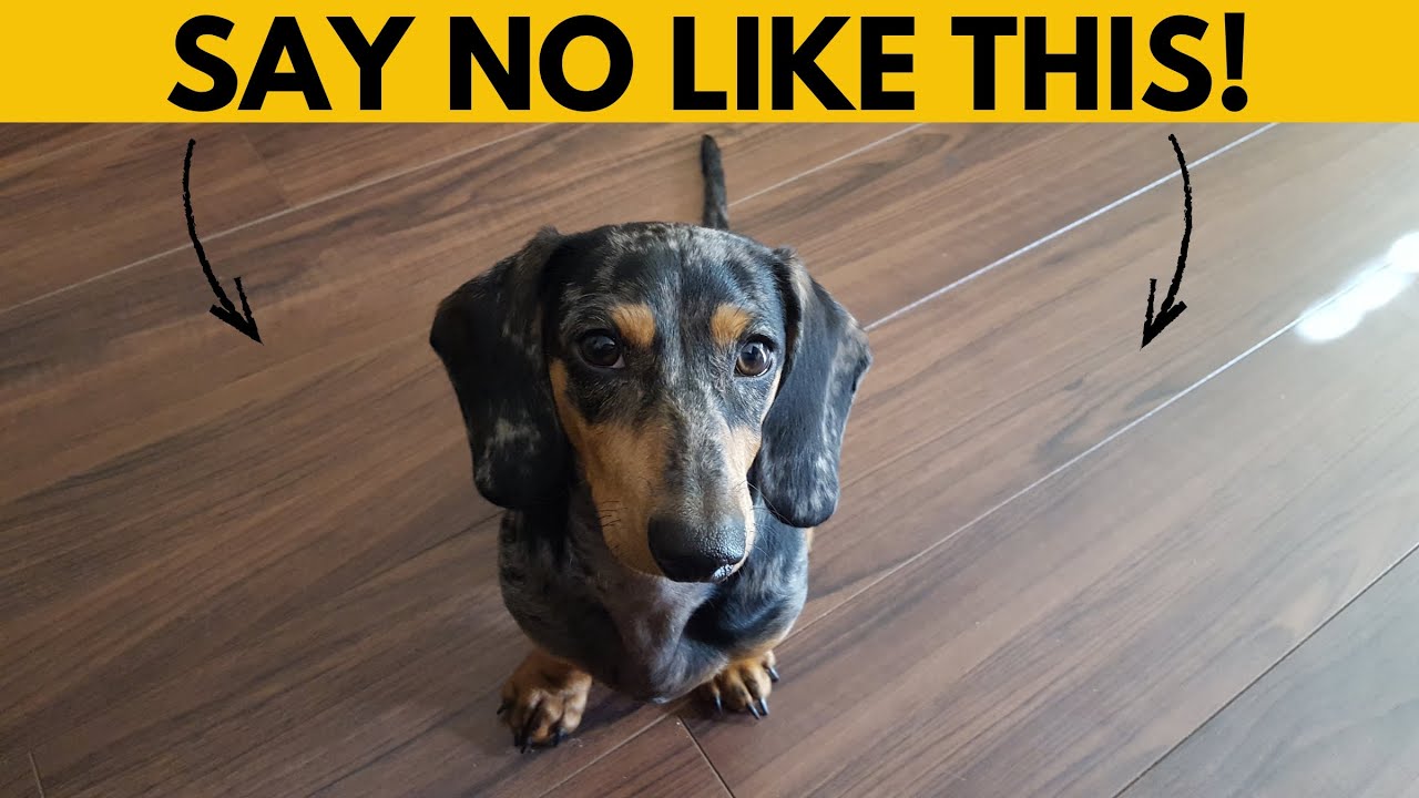 Вот как научить вашу таксу слушаться с первого раза!